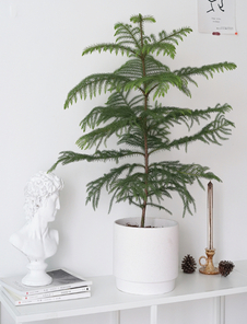 北仑花木租赁设计