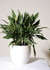 宁波海曙花木租赁设计 宁波海曙花木租赁设计